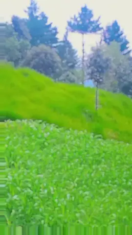 #viralvideo #tiktok #foryou 
