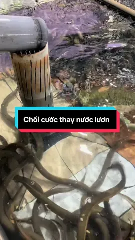 Thời buổi nào rồi mà còn dùng tay thay nước lươn #nuoiluon#mientay #thuyduymientay #choichit#choithaynuocluon  @Thuý Duy miền-Tây  @Thuý Duy miền-Tây  @Thuý Duy miền-Tây 