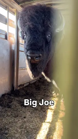 He’ll go anywhere to meet some new ladies! He’s off to breeding season (typically runs from July - early Sept) #bison #buffalo #ranchlife #bisonranch #farm #agriculture #oklahoma #bull 