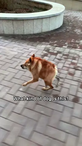 Quiz for my American friends: how many of these dog can you name?#popular #usa_tiktok #usa #usa🇺🇸 #america #usatiktok🇺🇸 