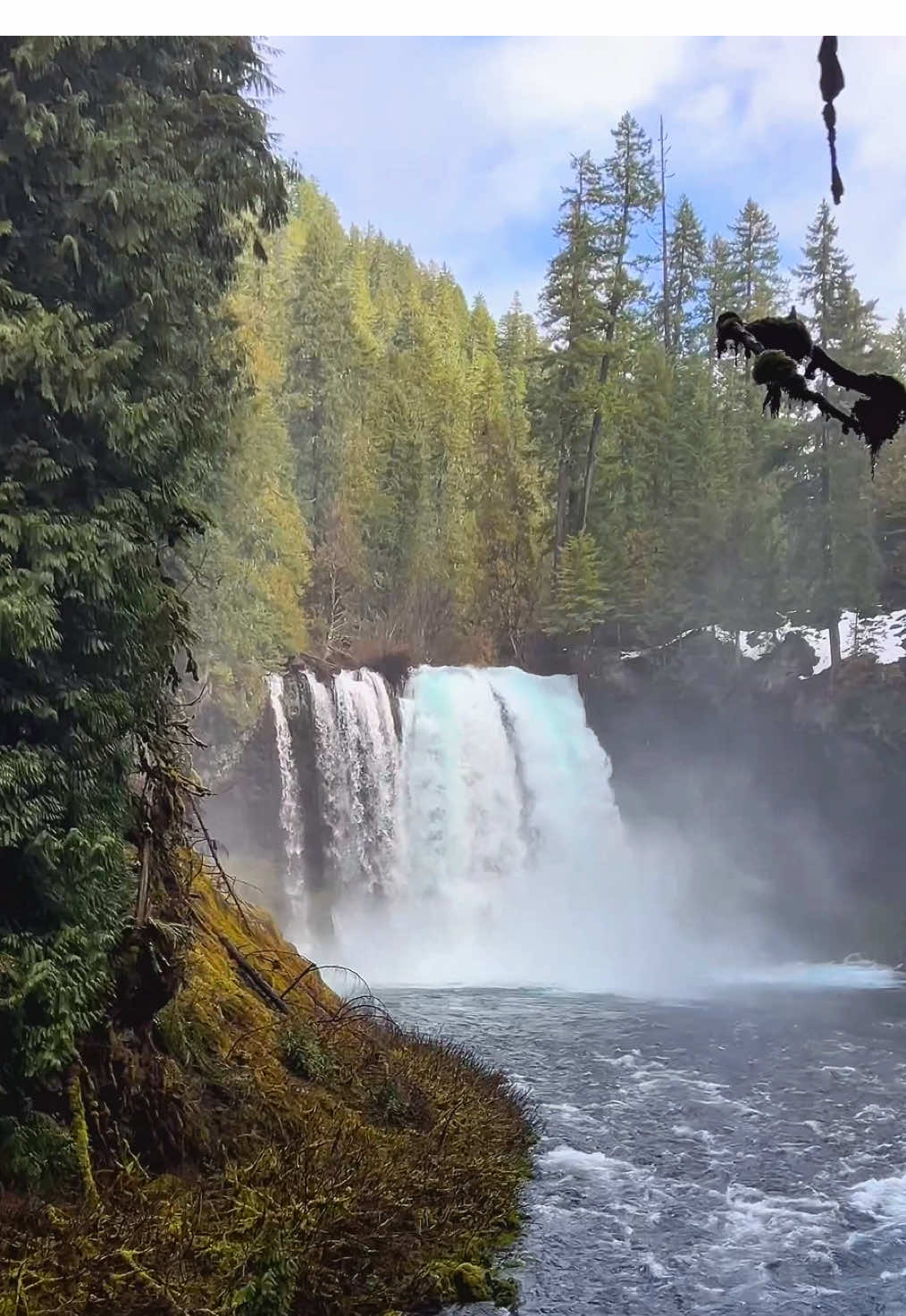 Koosah Falls, McKenzie River, Oregon #Hiking #pacificnorthwest #waterfalls #oregonhikes #pnwhiking #oregonwaterfalls #oregonhiking #waterfallhikes #CapCut  