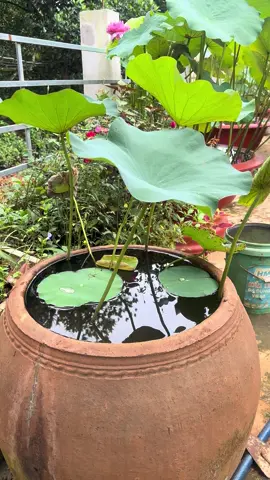 siêng bỏ phân định kỳ nên chậu sen mới tốt và  nhiều bông đến vậy nè#Ngườimêtrồngcây #suhuong #củsengiông #senđa_xuongrong #hoasen