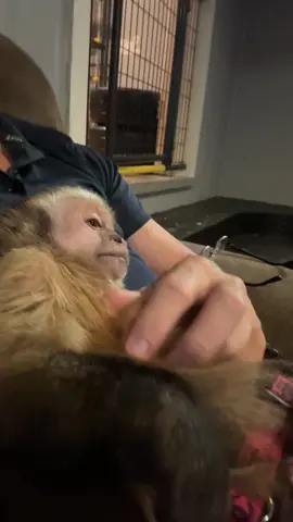 Just living my best life! 🥰 #cutebabyanimals #monkeysoftiktok #capuchinmonkey #livingmybestlife 