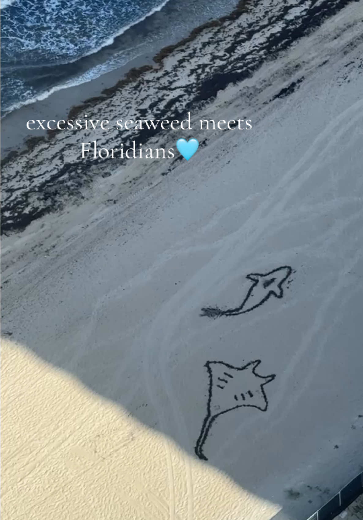 The shark and turtle have been there for months and keep getting touch up’s :) all the others are new additions 🥹 #heartwarming #cute #sandart #ocean #Summer #florida #locals #sealife #shark #mantaray #seahorse #seaweed #sweet #views #freewill 