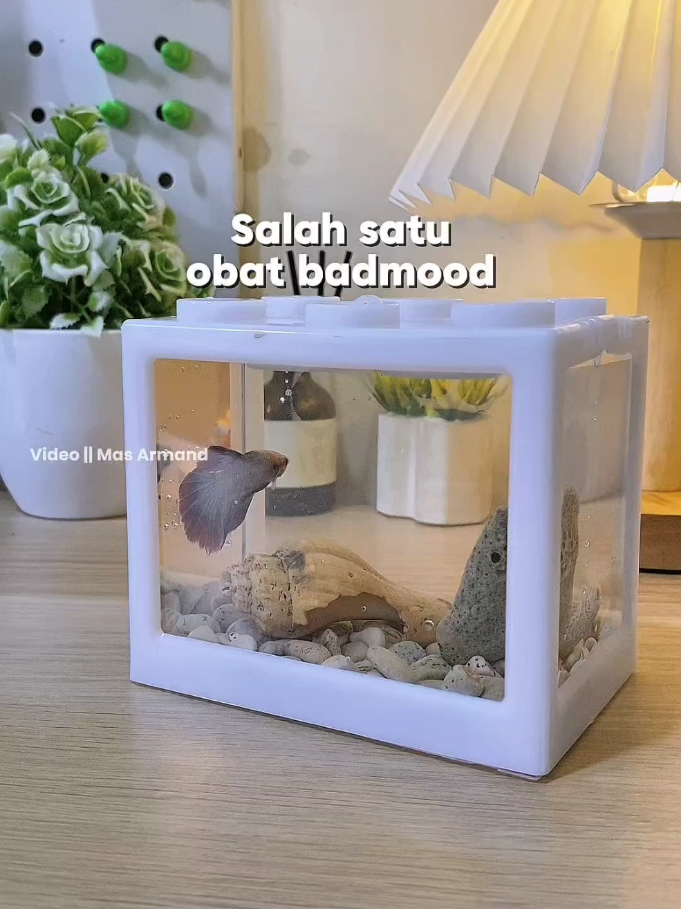 Akuarium mini murce aesthetic buat ikan cupang kesayangan kalian lur #promomakangajian #akuariummini #akuariumminiikancupang 