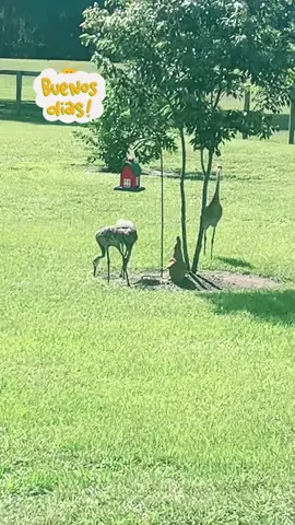#creatorsearchinsights Campos de La Florida que encontré hermoso #campo #florida #amigos #familia #cubanos #cubanosporelmundo 
