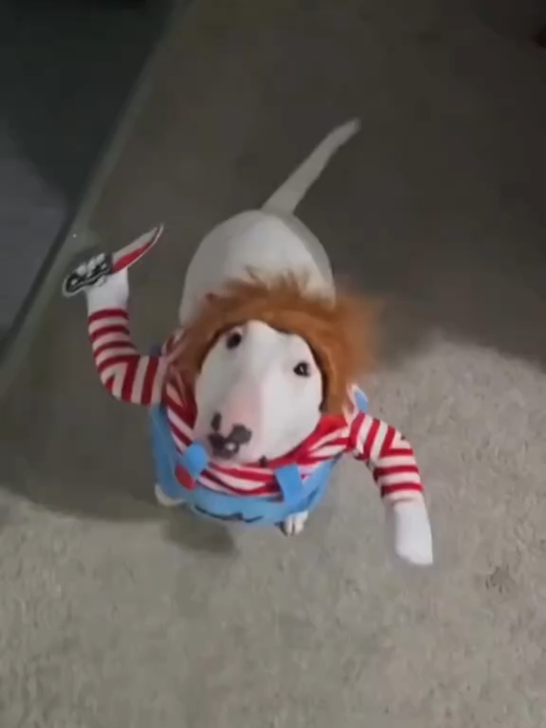Esse Cachorro Parece um Tubarão… e Tem a Personalidade de um Palhaço! 🐶😂 #animais #cachorro #bullterrier #fofo