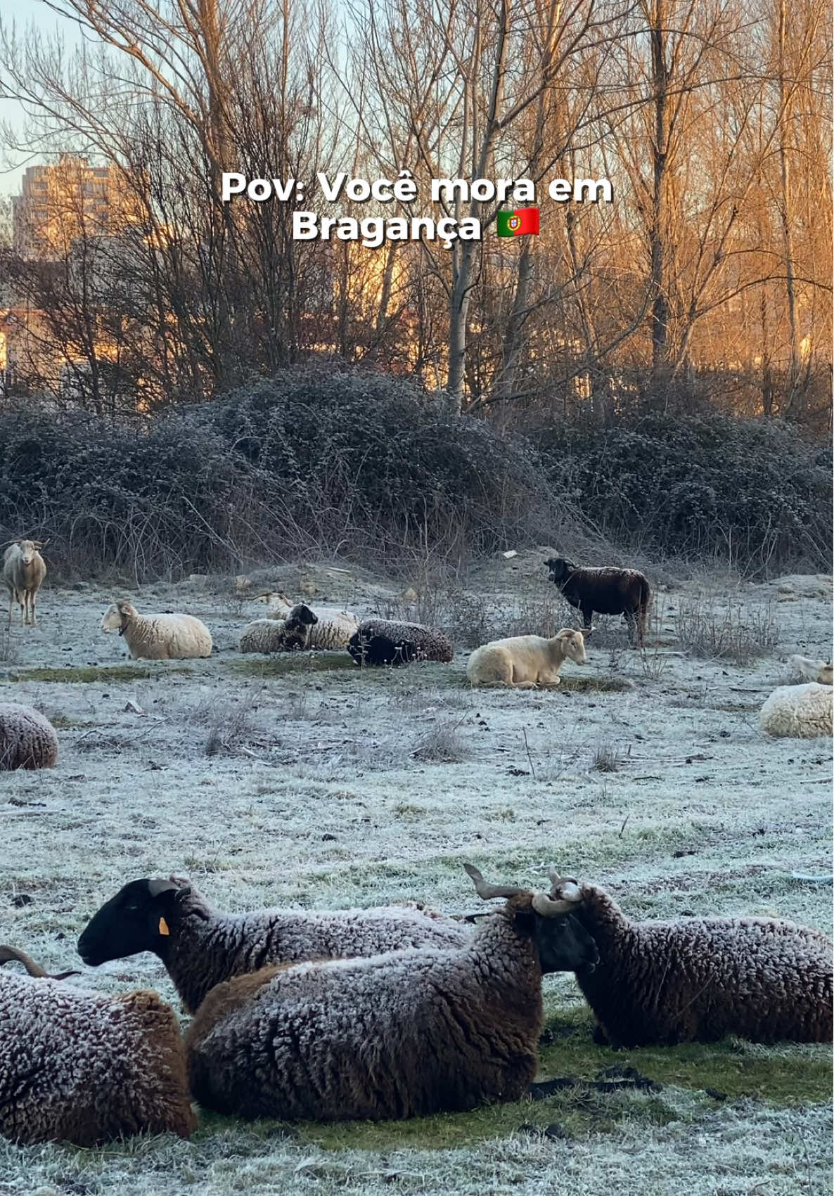 BRAGANÇA PORTUGAL 🇵🇹  Bragança é uma cidade tranquila no norte de Portugal, a apenas 28 km da Espanha. Tem cerca de 35 mil habitantes e abriga o Instituto Politécnico de Bragança (IPB). É conhecida por ter  invernos muito frios e verões quentes, sendo uma das mais frias do país, mas no verão uma das mais quentes.  #portugal #bragança #brasileirosemportugal #portugal🇵🇹 #imigrantesemportugal🇧🇷❤️🇵🇹 #bragançaportugal #bragantino #imigrantesemportugal #brasileirospelomundo