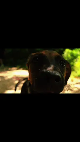 puppy love #weback #cinematography #film #aesthetic #vanlife #nature #fyp