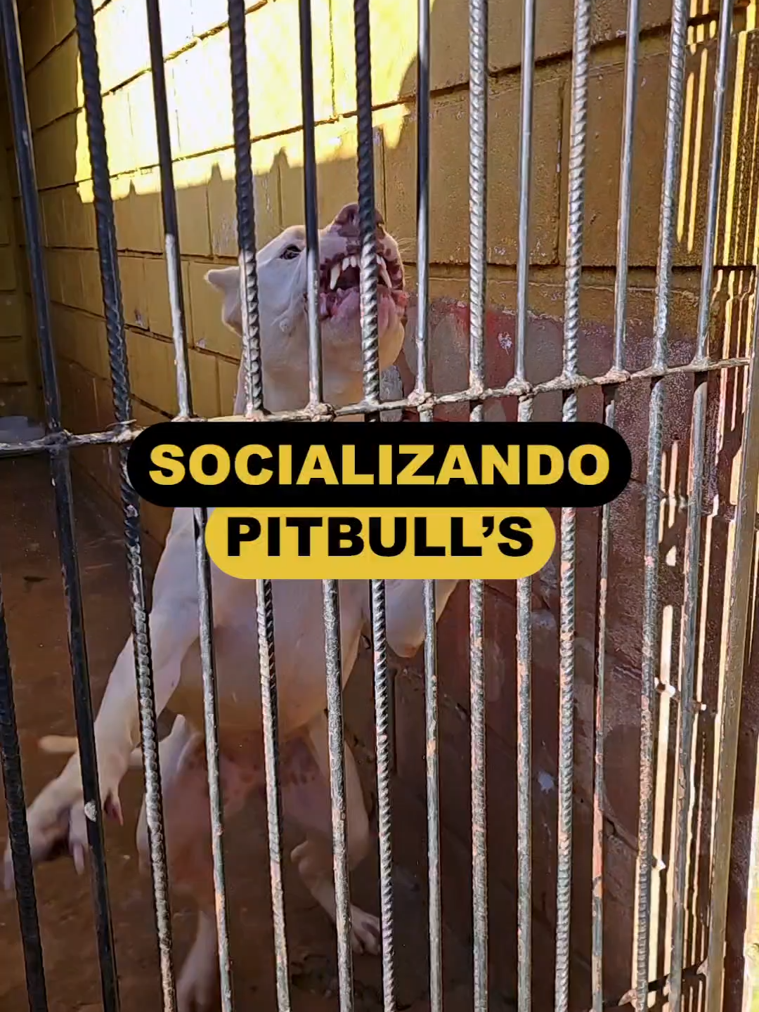 Socialização só acontece quando a liderança é clara. É assim que transformamos cães e mostramos o verdadeiro adestramento raiz! #cantadeiroskennel #dog #DogTraining #pitbull