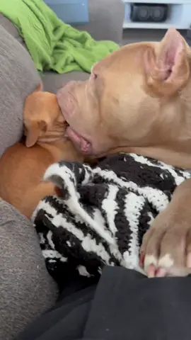 Kezler eating Milton #dog #chihuahua #chihuahuastiktok #pitbull #americanbully