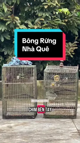 Hành trình giao lưu chú Bông Rừng nhà quê để bảo tồn phục hồi #chaomaotramy #chaomaodonggiang #chimchaomao #xuhuongtiktok #xuhuong #toiyeudongvat❤ #chaomaobaydau 