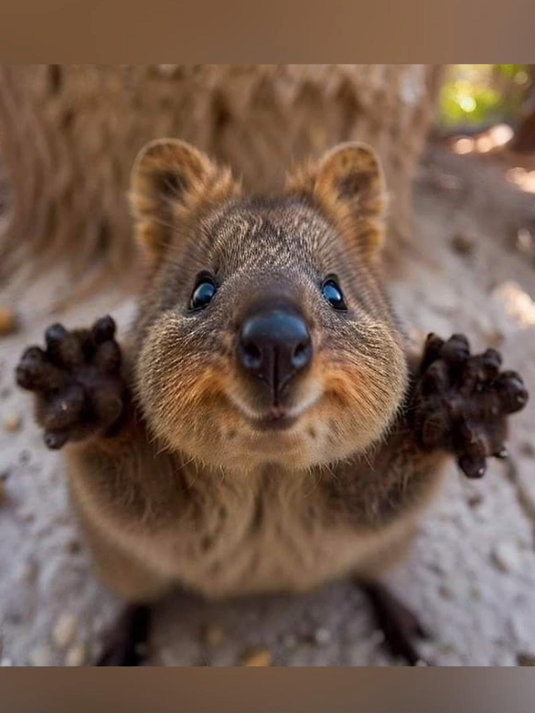 ☀️Quokka's Smile Will Melt Your Heart!  Earth's Happiest Animal｜Super Cute Animals Why Quokkas Always Smile? The Secret Behind Earth's Happiest Animal #NatureLovers #Animals #funny #funnyvideos #funnyanimals #quokka #funnytiktok  ‎📱ScanMaster: 2025 New Al Scanner For iPhone. ‎🦒Max(a cute and genius giraffe) is the Al superstar in it, in fact it's real Al Experience for Image Analyst,not AICHAT. ‎💙Welcome to ScanMaster and meet Max. ‎💙Thanks for your support. ‎ ‎💡Try interesting objects around you. What will Max say? ‎