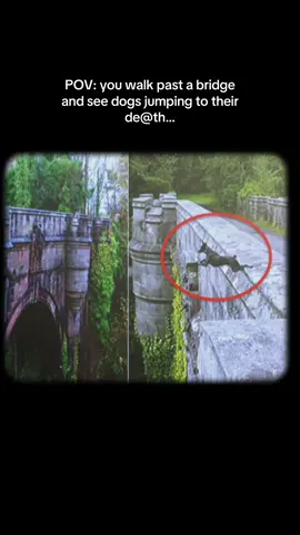 This is the real-life mystery of Overtoun Bridge — a beautiful stone bridge in Dumbarton, Scotland, with a chilling past. Since the 1950s, dozens of dogs have suddenly leapt off the same side, often from the exact same spot. Most were long-nosed breeds like Labradors or Collies… and what’s even more bizarre? Some that survived ran back up and tried to jump again. No one knows for sure why it happens. Some experts think it’s the scent of animals like mink coming from the woods below. Others blame the way the bridge is built — claiming the stone walls confuse dogs, making them think they can safely jump. There are even theories about strange sounds or supernatural energy in the area. Locals believe the area is “thin” — where the line between life and the afterlife is closer than usual. Many now call it the “Dog Bridge” and warn owners to keep their pets leashed. Coincidence? Or something more?