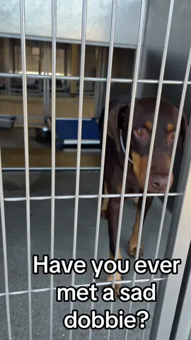 Sweet Grace💕 ✨Spayed ✨Ready for her forever home Adopt | Foster | Share| Pledge Contact details below: → Downey Animal Care Center 11258 Garfield Ave Downey, CA 90242 (562) 658-2085 animalinfo@animalcare.lacounty.gov daccdowneyrescue@animalcare.lacounty.gov LINK in my BIO #dobermanpinscher #dobermans_of_tiktok #dobermans #reascue