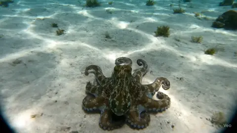 Que tengas un excelente dia🤩🤩 #meme #funny #fypシ゚ #octopus 