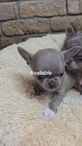 #chihuahua #yp #teacup #teacuppuppies #chihuahuapuppies #foryou #viral #fypppppppppppppppppppppp #chihuahuapuppy #chihuahuastiktok 