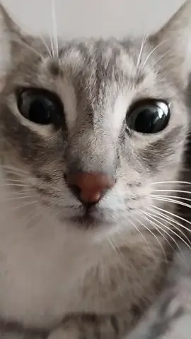 Quién fue el coronel? MI P #cat #goviral #gatitos #gatos #foryoupage #humor #video #fyp #fypシ #fypp #Edit #grow #tiktokviral #explore #edit 