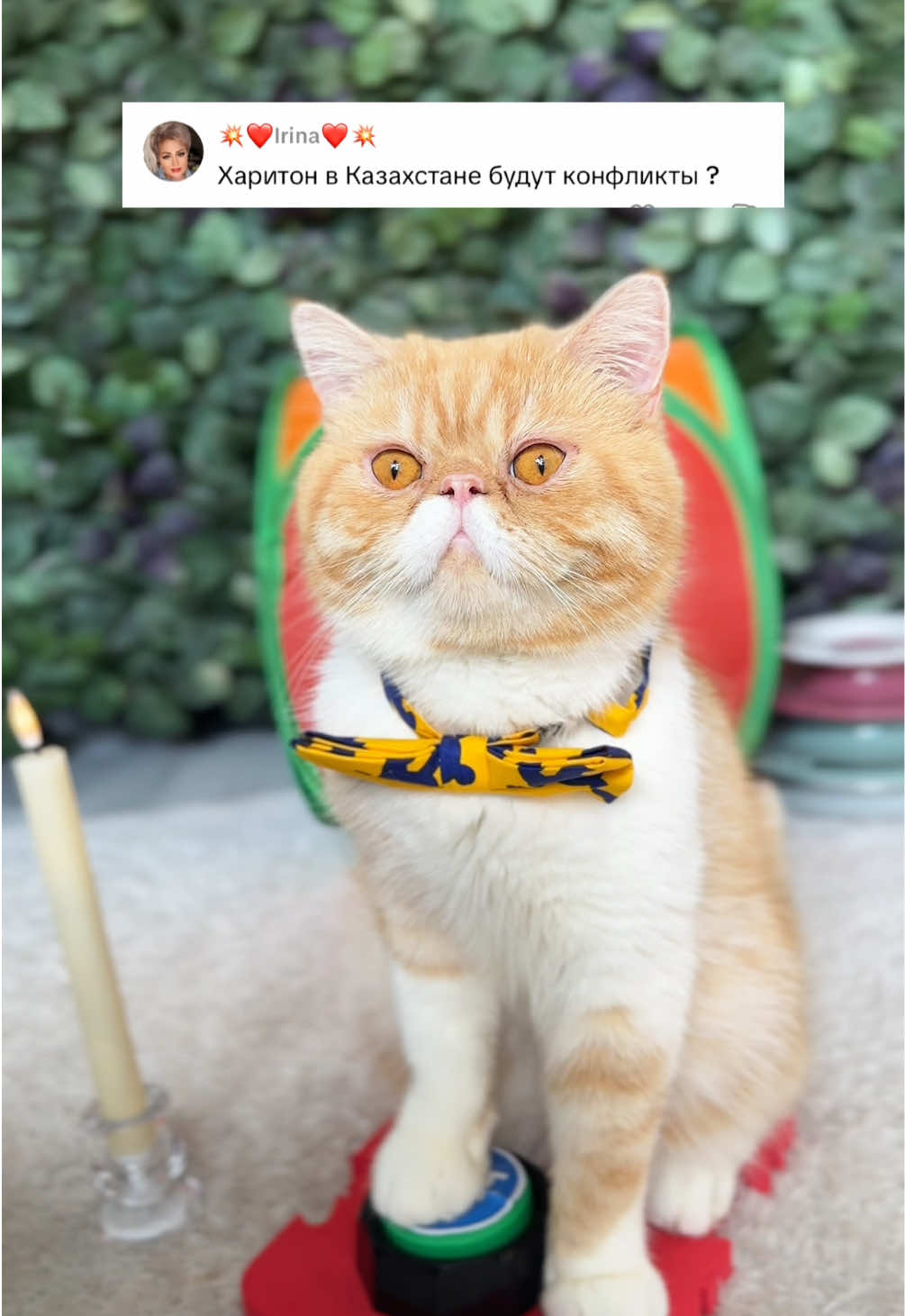 #харитон #cat #talkingbuttons #straykids #funnycat #catsoftiktok #straykidsstay #catplay #дрессировкакота #reactioncat #reaction #talkingcat #cat #говорящийкот 