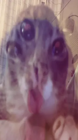 #cat #cats #tongue