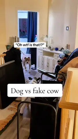 #dogprank #dogtok #anericanbully #prankingmydog 