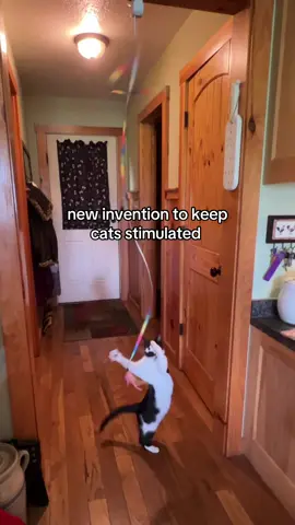 #cat #kitty #stimulation #cattoy 