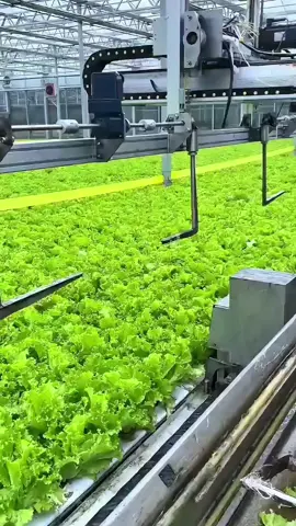 Haven Greens el primer invernadero dirigido por inteligencia artificial y robots de Canadá está revolucionando la industria!   #SabiasQue #nosabias #curiosidades #datoscuriosos #greenhouse #invernadero #AI #inteligenciaartificial #farming #siembra  #agricultura #agriculture 