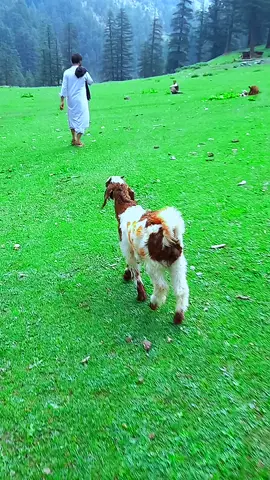 #kunar #Afgahnistan چپه دره کونړ افغانستان #🇦🇫 #Afgahnistan #peacefulplaces #viral #کونړ #پښتون_تاجیک_هزاره_ازبک_زنده_باد🇦🇫  #❤️ #✌️ #😍 