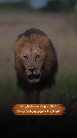 تەنگانە بۆت دەسەلمێنێ کە ئەوانەی لە دەورتن زۆربەیان زیادەن🐆🖤