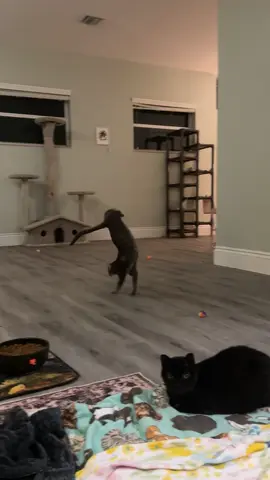 But does your cat walk in a handstand? #acrocat 