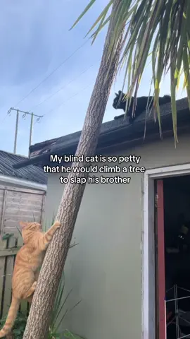 My blind cat hates at a Kendrick Lamar level #blindcat #catfight #orangecat 