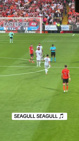 SEAGULL #dundee #tannadice #dundeeunited #seagull #birdwatching 