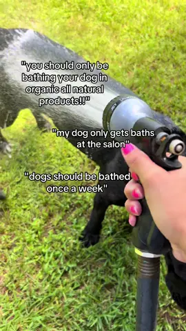 the zoomies at the end😂 if it’s safe for the ducks it’s safe for her. She also has the most SHINY coat ever #canecorso #corsosoftiktok #opinion #dogbath 