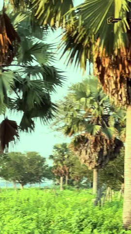 Palm trees have numerous uses in South Sudan, ranging from providing food and shelter to serving as building materials and fuel. #southsudantiktokers🇸🇸 #macxarblaxman #juba #southsudan #lanscapephotography #hikingadventures #landscapevideography #nature #fishing 