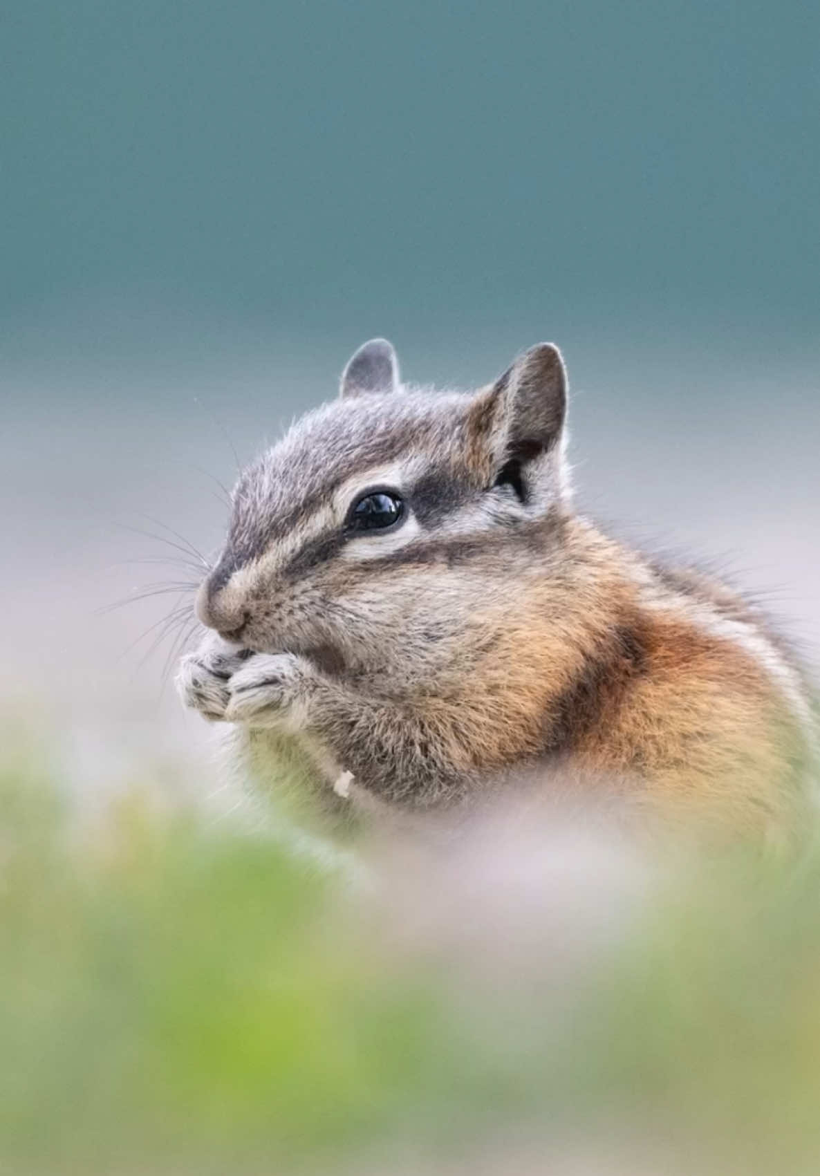 #pov wildlife photography in Grand County, Colorado