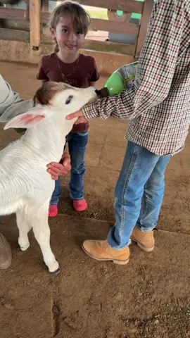 Alimentando o bezerrinho 🐮.                        #fazenda #bezerro #gado #nelore 