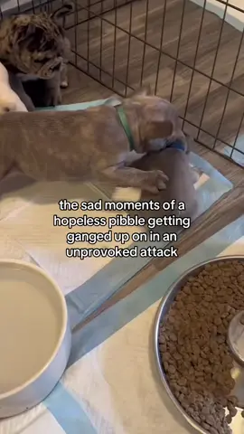 the world is a cruel place  - - #geeble #pibble #pibbledog #washington #gmail #frenchies #pibblepalace #puppy #puppies 