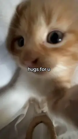 🥰 #viral #dlaciebie #fyp #foryoupage #foryoupage #cat #hugforu 