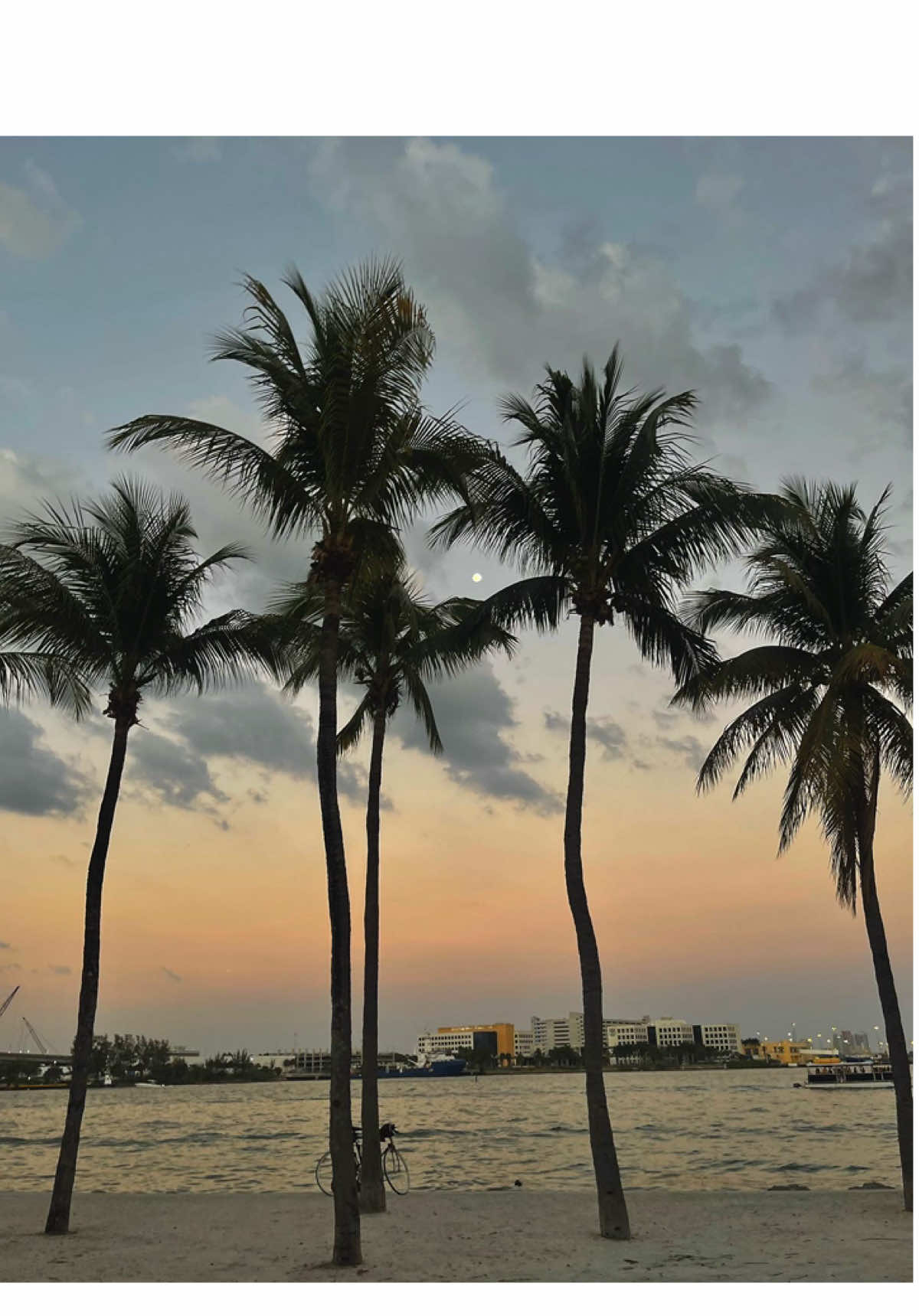 #prt #miami #foryou #fyp 