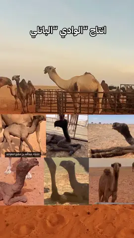 #الصياهد_تجمعنا #ندر_الشمال #الوادي#ممدوح_ال_علي#ذعار_بن_ذيب #ابن_جخدب #شمر