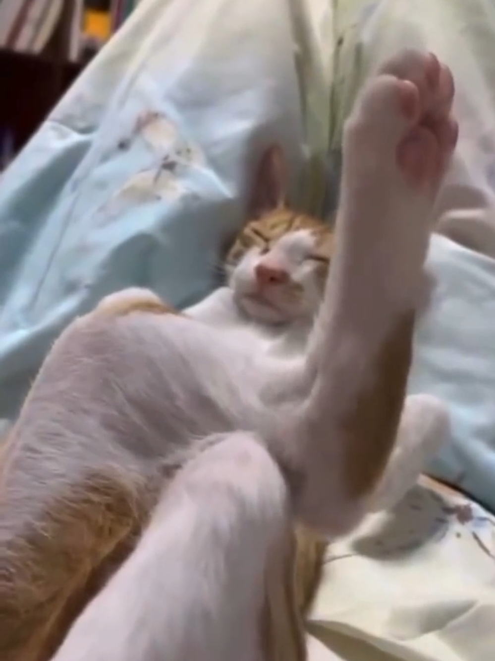 Cute cats sleeping  #кіттіктокер #кітукраїнець #кіт #cattok #catlover #cats #catsoftiktok #cat #cute #кот #kitten #котики #коты #котенок #котикиприколы #котыприколы #смешное #смешныеживотные #собака #собакадругчеловека #собаки #dog #dogsoftiktok #dogs #doglover #tiktok #собакиприколы #котики #котикиприколы #кумеднікоти #catsoftiktok #yellowcat #котысобаки #котята #котыприколы #собакиприколы #приколы #лучшее 