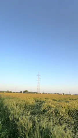 Beautiful Punjab🌾 #fyp #Punjab #khet #sunset 