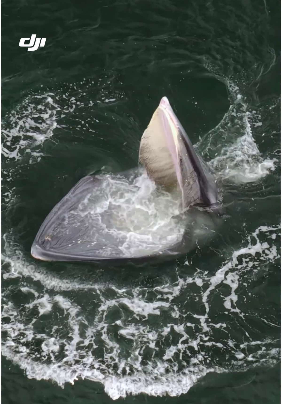 Survolez les océans thaïlandais avec DJI Air 3S et l’incroyable Rorqual de Bryde ! 🌊 Grâce à ses capacités de vol stables et à sa qualité d'image, chaque capture devient un chef-d'œuvre sous-marin. Découvrez comment ce drone dévoile la magie de la vie marine comme jamais auparavant. Prêt à vivre cette expérience unique et à capturer des moments inoubliables ? 🎥 : @Theerasak Saksritawee  #DJI #DJIAir3S #BrydesWhale #DronePhotography #OceanAdventures #dronephotography #photography #drone #whale #ocean #naturelovers