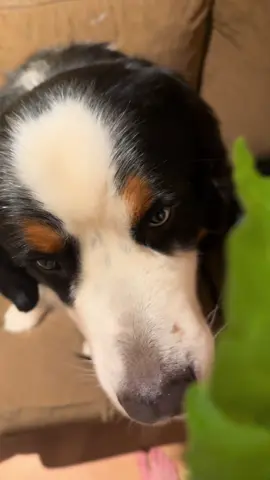 This is his first time trying kale straight from the garden!!  • • • #asmr #asmrsounds #asmrfood #bernesemountaindog #dogsoftiktok #bigdog #berners 