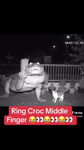 Ring camera catching Croc ‘s Middle Finger 😂👀😂👀😂👀 got nothing to say.. #fyp #foryourpage #viral #fypシ #fypシ゚viral #tiktok #tiktokviral