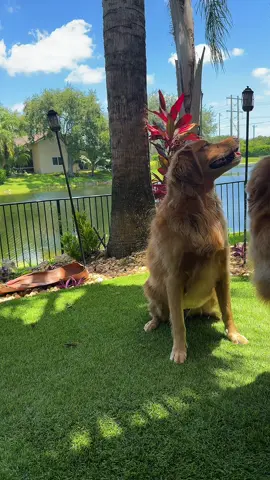 I swore there’d be no swimming today. They just got groomed yesterday and I was holding strong… until Shoney showed up her puppy dog eyes like she’d been elected as the official negotiator.  I folded. And here we are. Back in the pool.  #goldens #goldensoftiktok #goldenretrieversoftiktok #dogpoolday #swimmingpool #swimmingdogs 