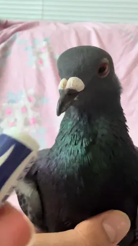 Nike Pidgey, Soda Pop dance challenge.🥤 #funny #funnyanimals #funnymoment #funnybirds #sodapop #sajaboys #pigeon #pigeons #petpigeon #pigeonlovers #pigeonsoftiktok #pigeontok #nike #cutebirds #cuteanimals #adorableanimals #trendingvideo #videoviral #viralvideos #fyp 