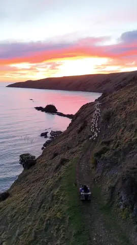 ✂️🐑 #okainsbay #nzfarming #bankspenisula #fyp #nz 