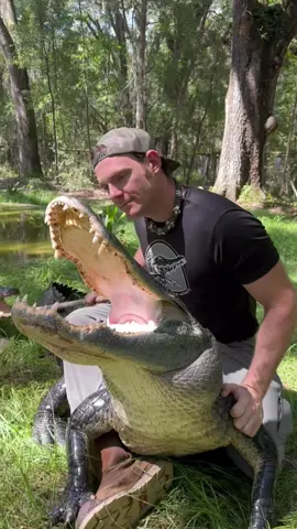 There’s no Big Mac without Bella 😂 ~~~Our rescue gators are wild caught nuisance gators that would’ve otherwise been destroyed. The state of Florida destroys 8,000 “nuisance” gators annually, but we don’t have a nuisance gators problem but rather a nuisance HUMAN problem. 1k people a day move to FL, unsustainably developing the land, and a lot of ignorant people making a nuisance out of themselves. NEVER feed a wild gator, never have kids or pets near the water, and never swim in gator habitat! And of course, never attempt anything you see in my videos! Remember guys, we support our sanctuary through social media, so if you’d like to help the animals (for free), please like, leave a positive comment, and share!! We greatly appreciate it and so do the animals!  If you would like to donate to the care of the sanctuary animals, we greatly appreciate any support!! You can make a tax deductible donations directly through our website bellowingacres.org  @bellowingacres  #animaleducation  #Rescue #AnimalRescue #AnimalSanctuary #ExoticAnimals #Animals #Animals #CuteAnimals #educational     #Gator #Alligator #crocodile #nilecroc #nilecrocodile   #reptile #scicomm #rescuegator  CG  