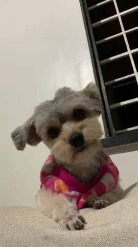 Quem é que tá com fome??? #DogsOfTikTok #cachorro #petlovers #doglove #PetHumor 